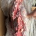 鲜冻牛胸肉