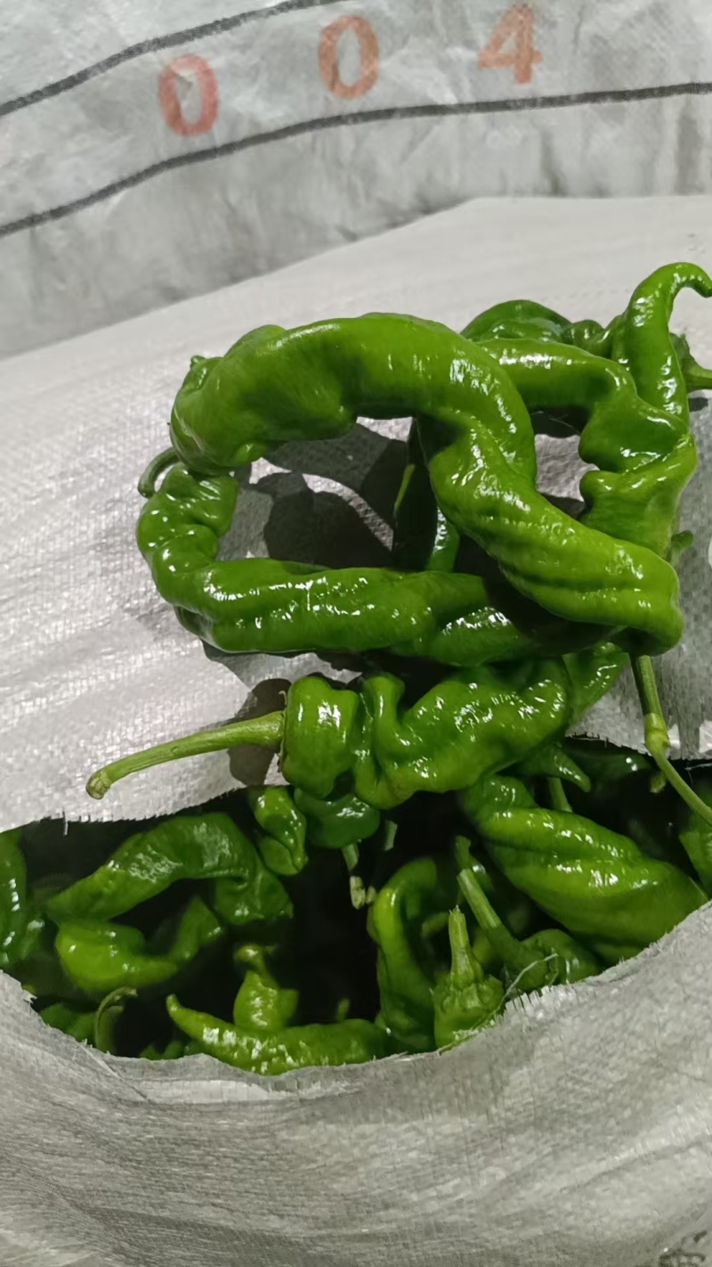 精品螺丝椒通货商超市场批发零售当天现摘陇椒