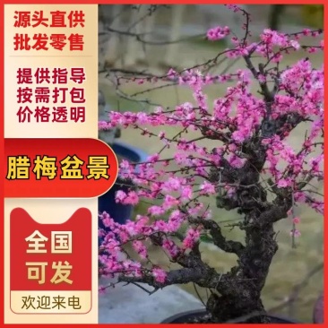 梅花盆景梅花产地直供量大价优提供技术