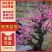梅花盆景梅花产地直供量大价优提供技术