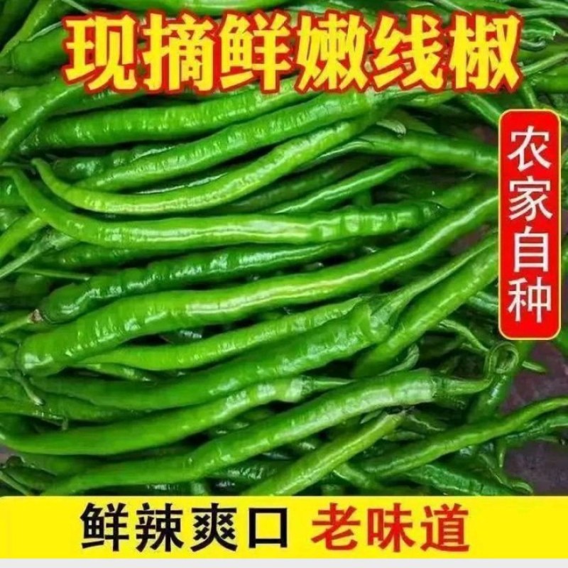 线椒黄线黑线产地直供支持商超批发市场档口欢迎采购8号3号
