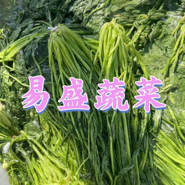 绿色雪菜雪里蕻咸菜下饭菜商用批发