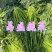绿色雪菜雪里蕻咸菜下饭菜商用批发