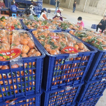 广西砂糖橘产地直发各种规格有售电商市场一手货源