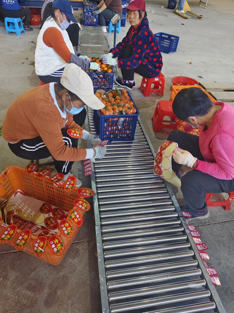 广西砂糖橘产地直发各种规格有售电商市场一手货源