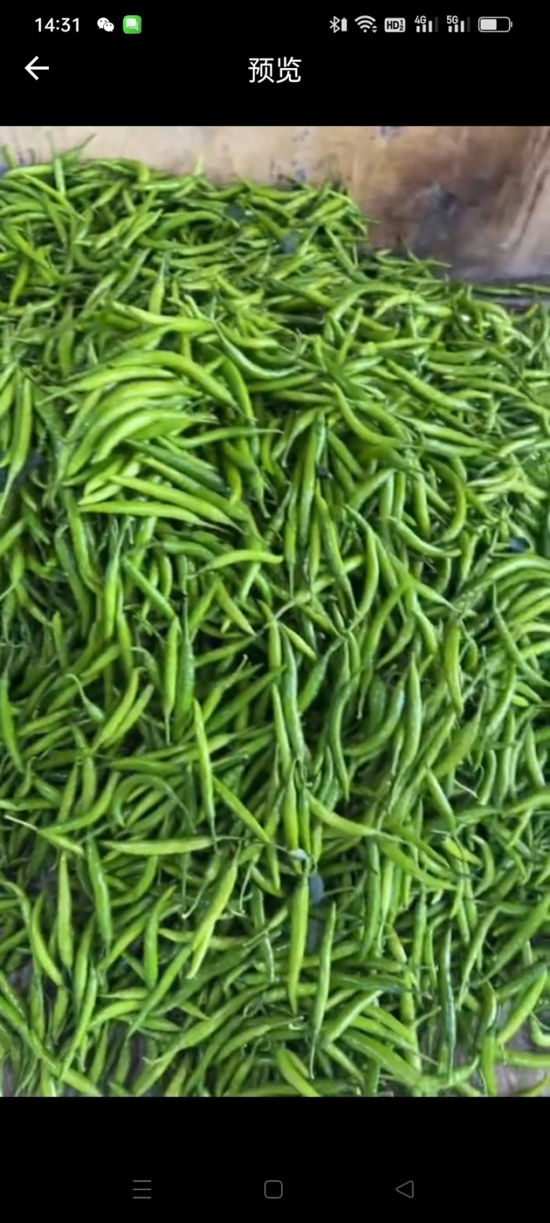 山东本地杭椒蔬菜批发零售超市青椒薄皮椒大量上市小米辣