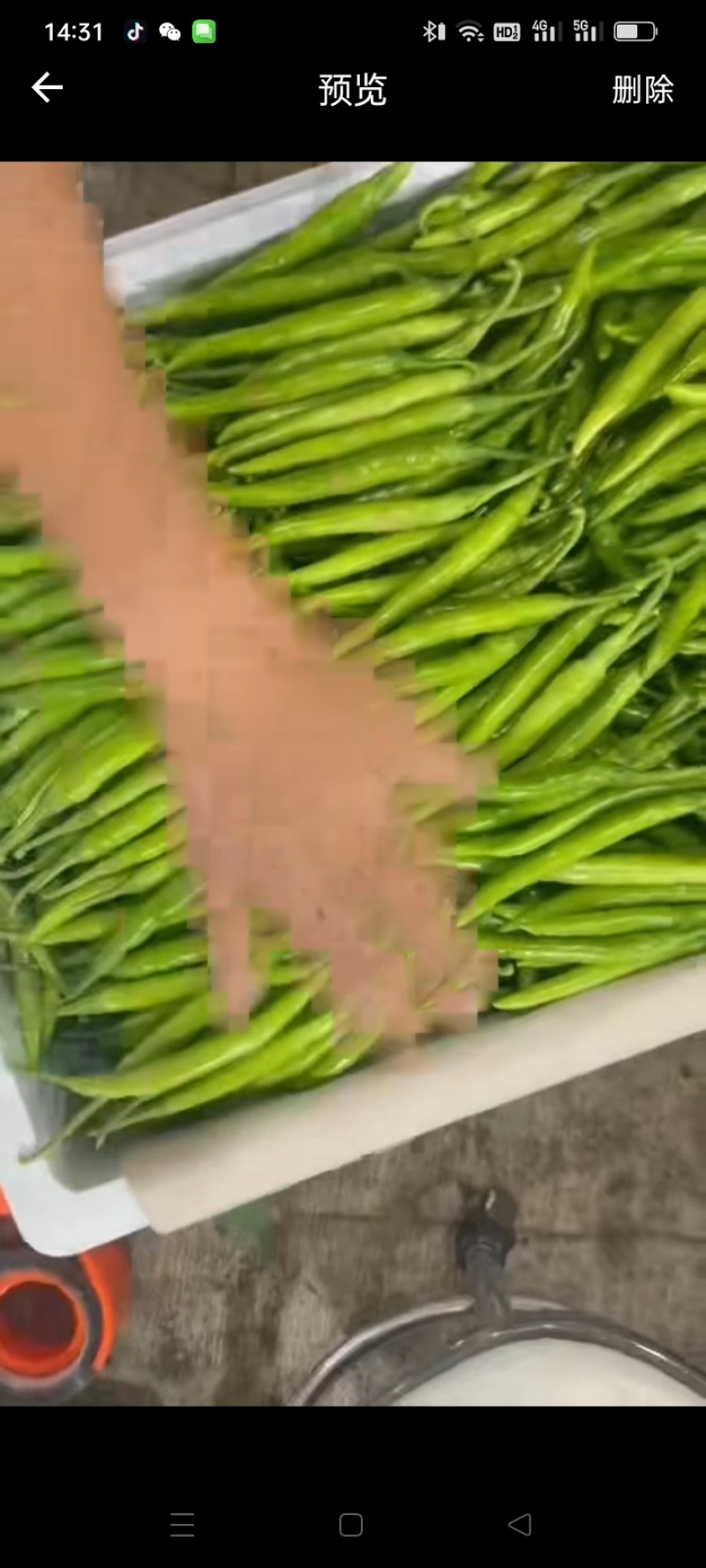 山东本地杭椒蔬菜批发零售超市青椒薄皮椒大量上市小米辣