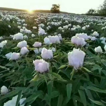 油用牡丹、牡丹苗，各种规格牡丹苗，基地一手货源，自家繁育