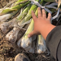 无极百亩鸡腿大葱大量上市，产地直发，品质保证，服务周到
