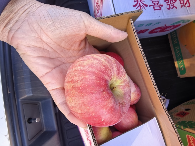 密云北庄镇，自己家苹果出售，可现场验货，谈价