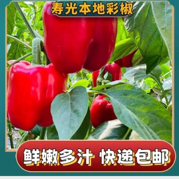 精品彩椒可供出口货商超批发零售超市采购黄彩红彩绿彩