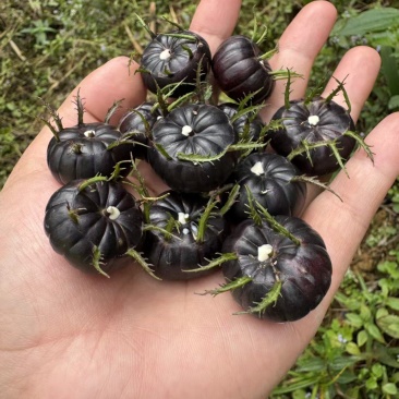 红果参