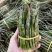 云南软脚铁皮石斛/露天鲜货石斛/农户种植一手货源现摘现发
