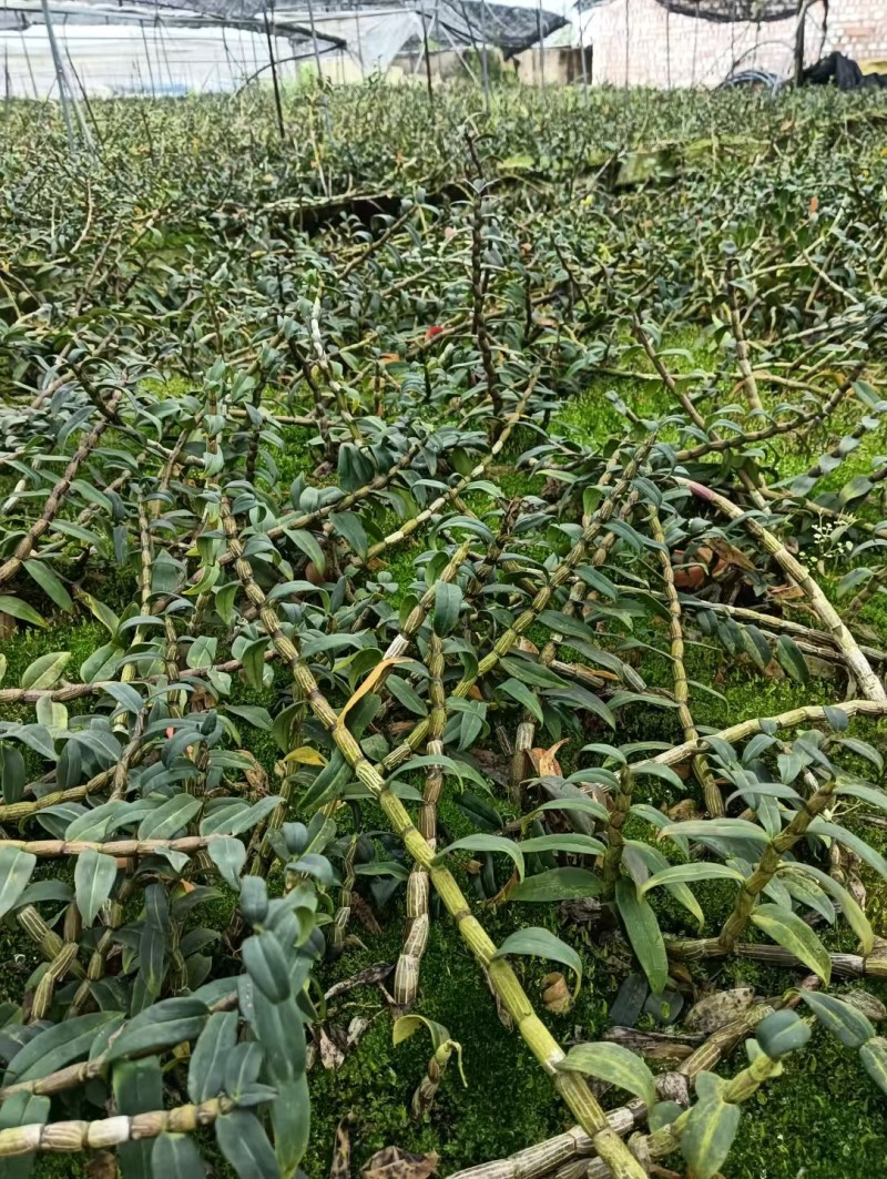 云南软脚铁皮石斛/露天鲜货石斛/农户种植一手货源现摘现发