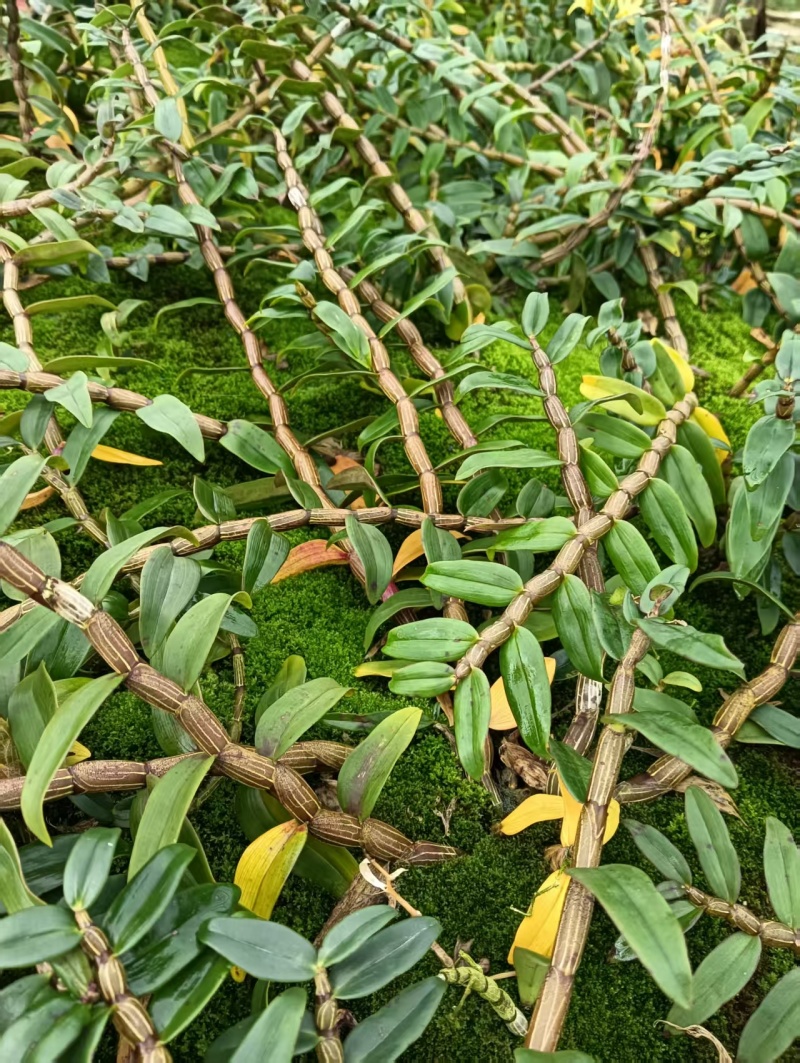 云南软脚铁皮石斛/露天鲜货石斛/农户种植一手货源现摘现发