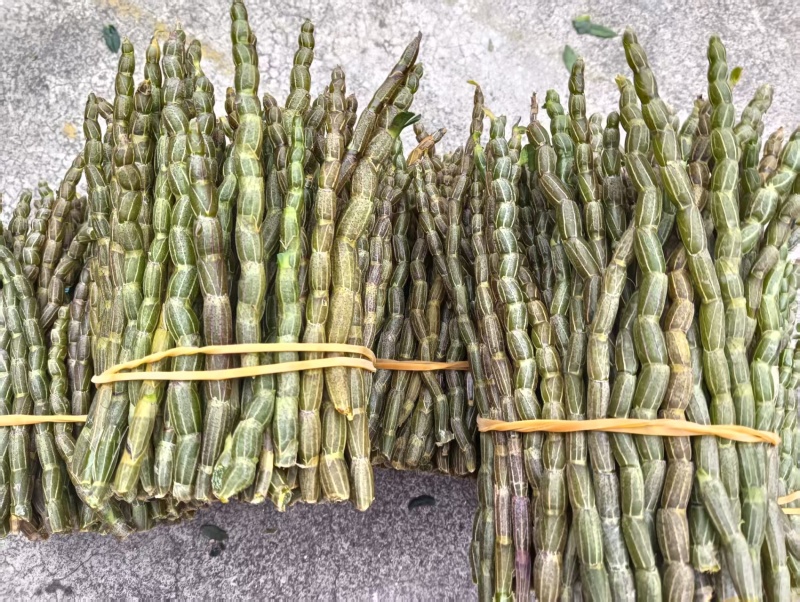 云南软脚铁皮石斛/露天鲜货石斛/农户种植一手货源现摘现发