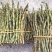 云南软脚铁皮石斛/露天鲜货石斛/农户种植一手货源现摘现发