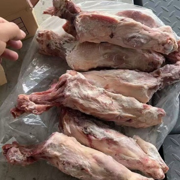 带腱后腿骨