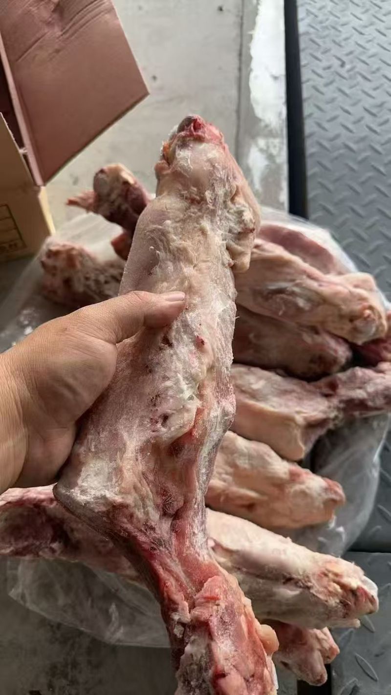 带腱后腿骨