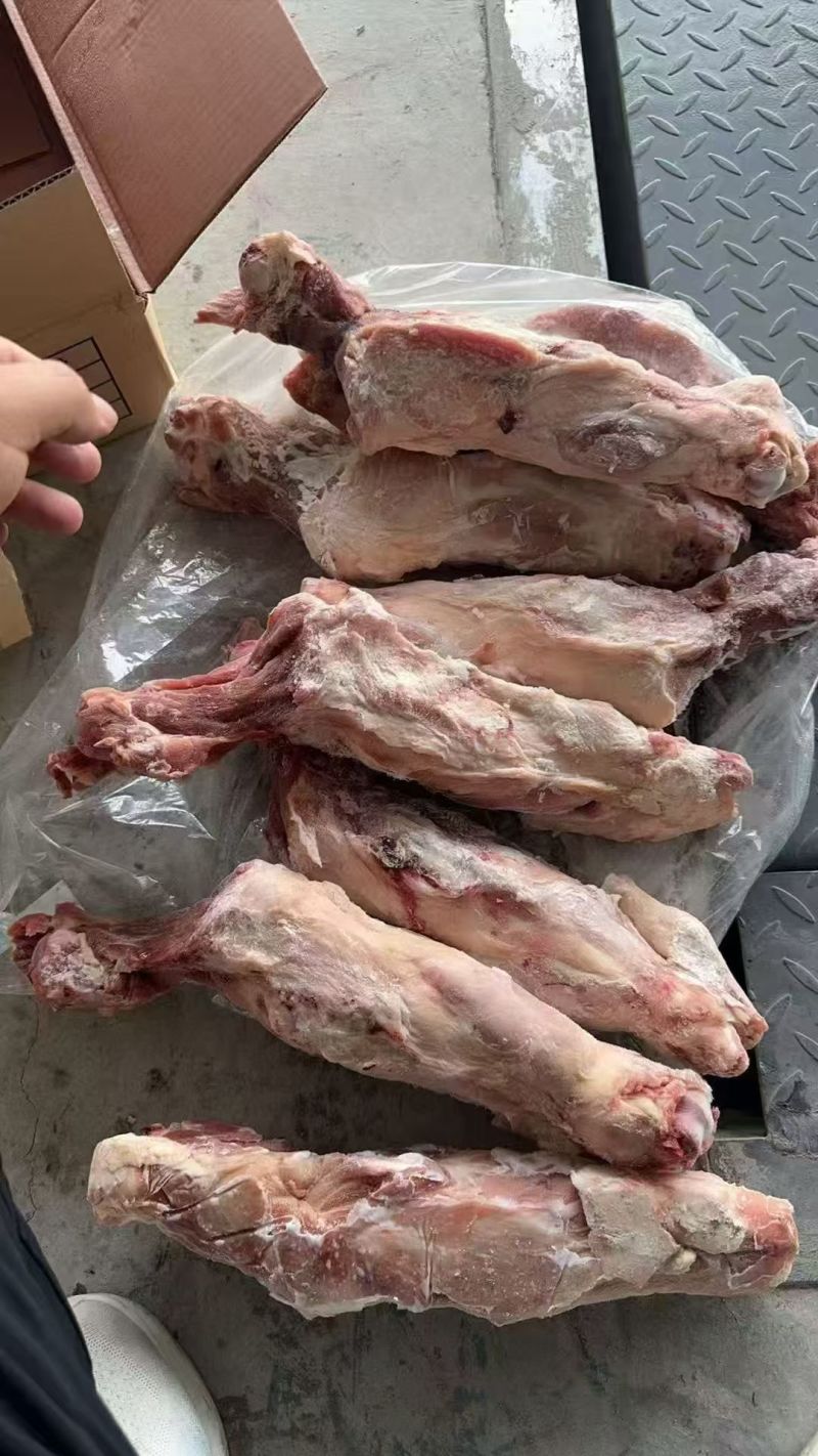 带腱后腿骨