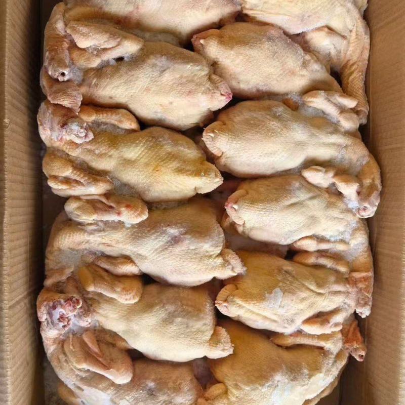 西装鸡
