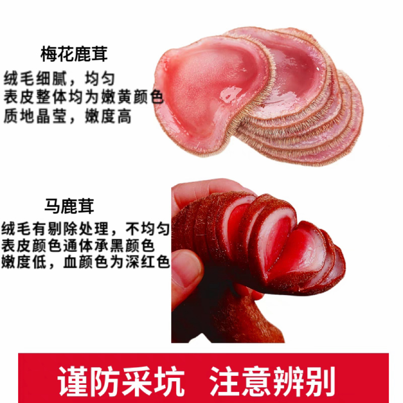 【梅花鹿】鲜鹿茸片含血二杠梅花鹿茸片干鹿茸片东北产地鹿乡