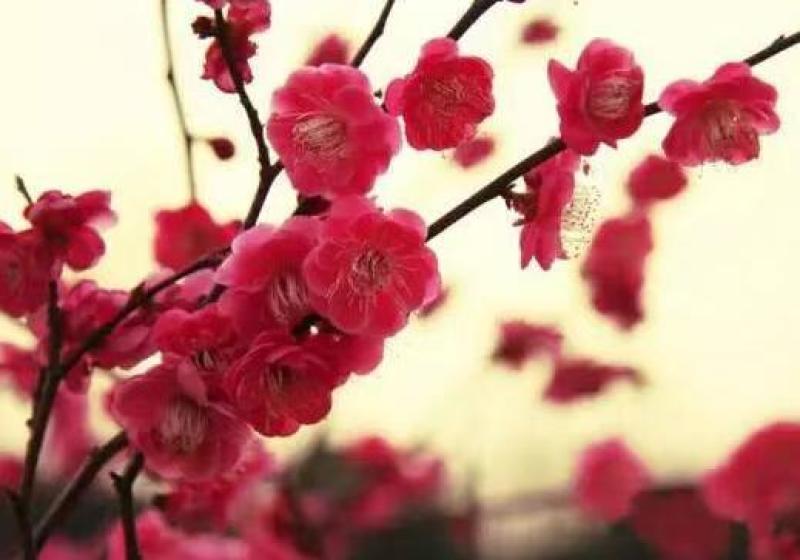 梅花产地直发一手货源提供技术量大价优