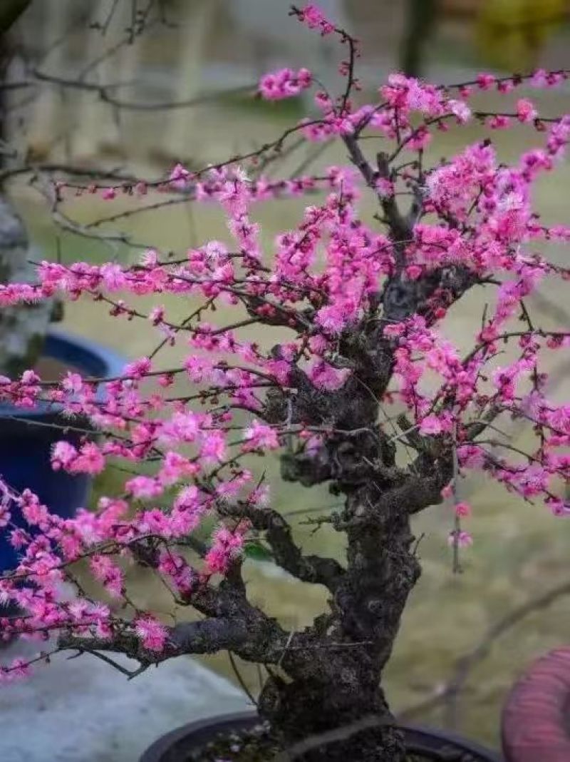 梅花产地直发一手货源提供技术量大价优