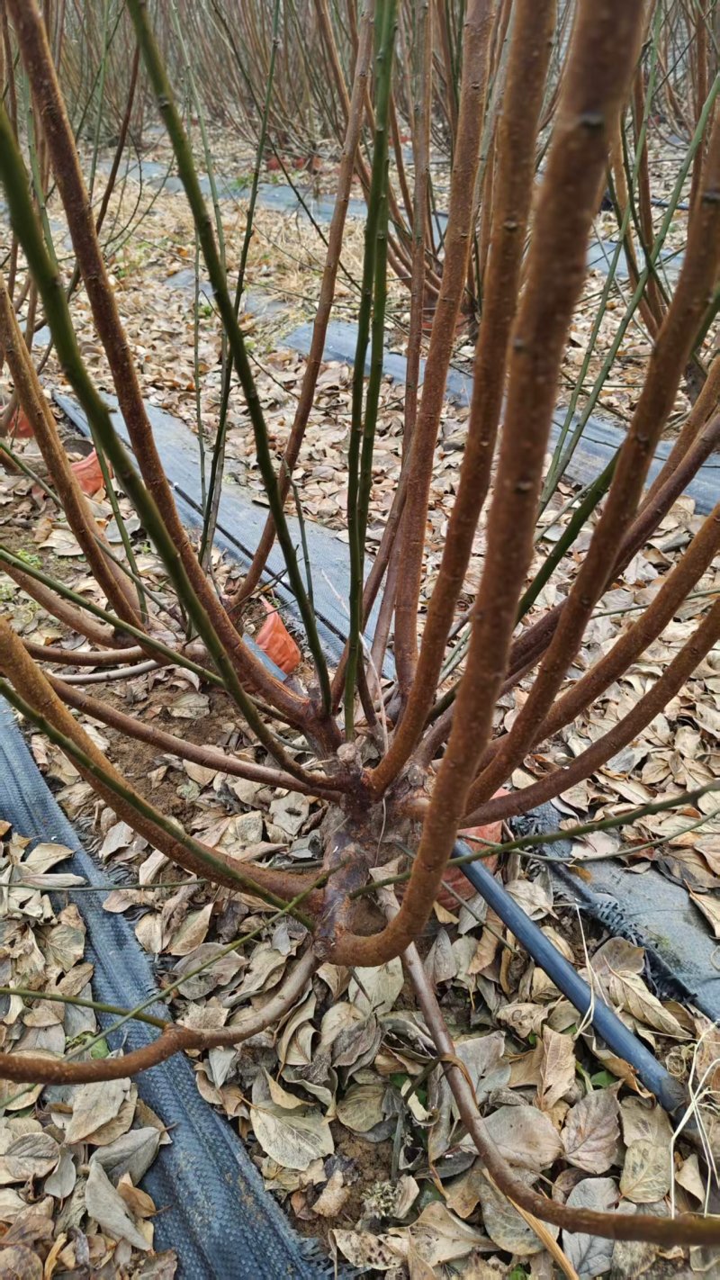 梅花产地直发一手货源提供技术量大价优