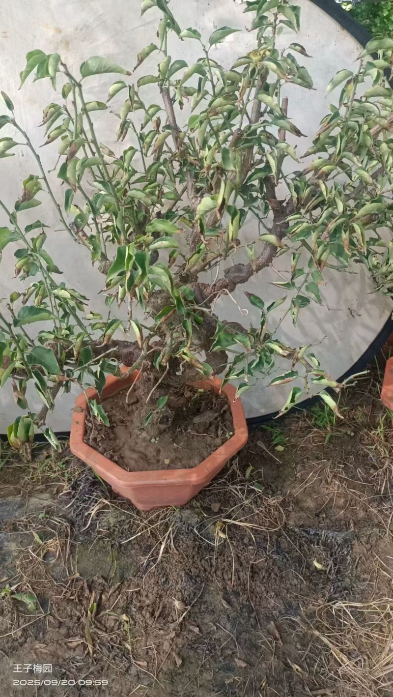 梅花产地直发一手货源提供技术量大价优