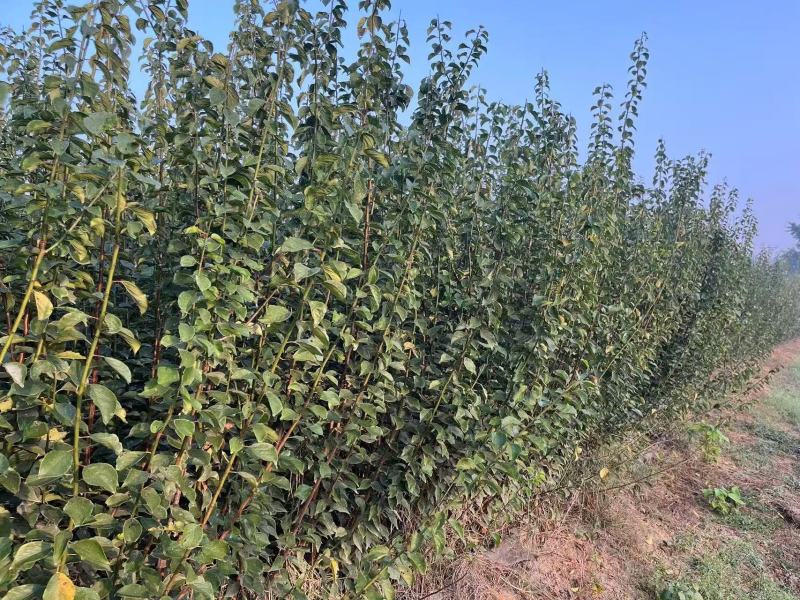 梅花产地直发一手货源提供技术量大价优