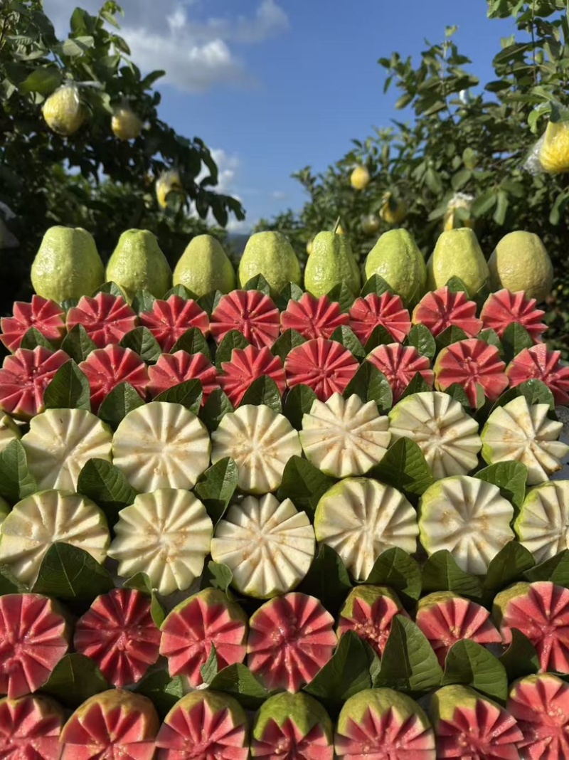 新鲜现货西瓜红芭乐珍珠白芭乐一键代发