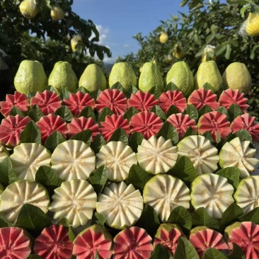 新鲜现货西瓜红芭乐珍珠白芭乐一键代发