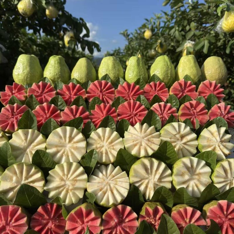 新鲜现货西瓜红芭乐珍珠白芭乐一键代发