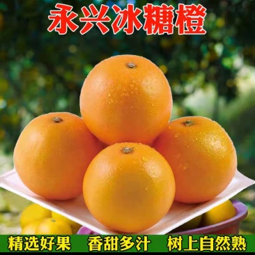 湖南永兴冰糖橙