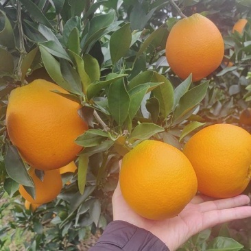 金堂高山脐橙