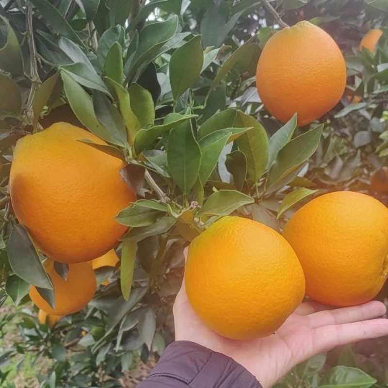 金堂高山脐橙