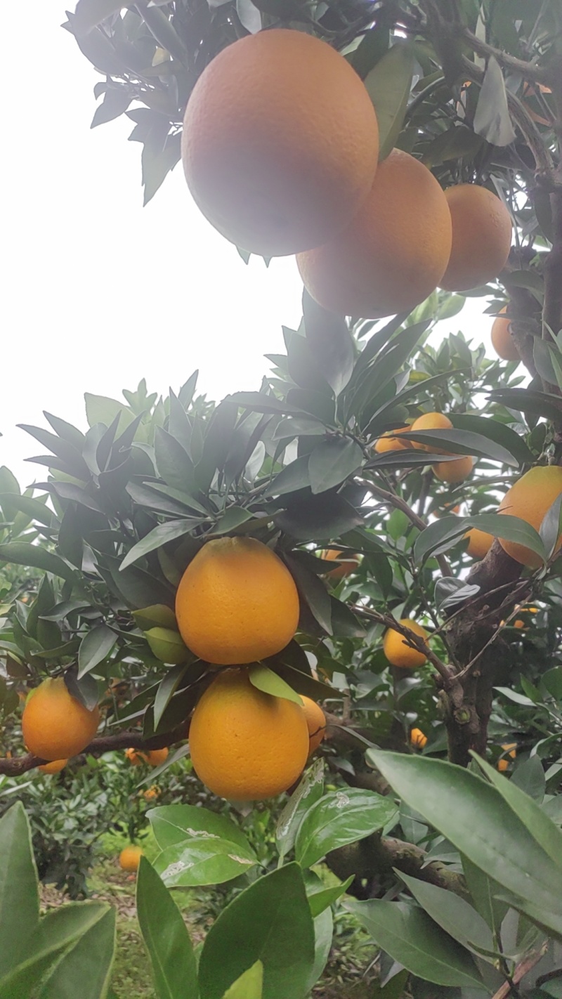 金堂高山脐橙
