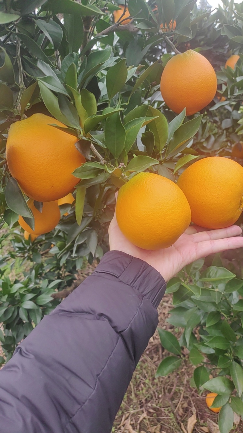 金堂高山脐橙
