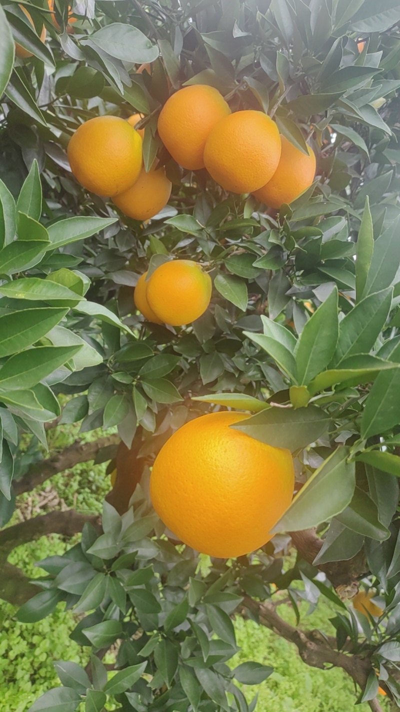金堂高山脐橙