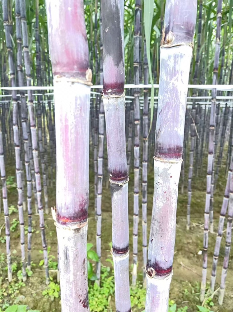 紫皮甘蔗松脆多汁正宗产地发货品质保证新鲜发货