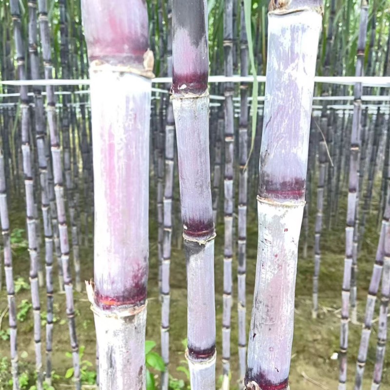 爆甜紫皮甘蔗皮薄好吃对接电商全国发货精品保证