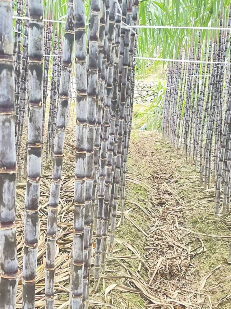 爆甜紫皮甘蔗皮薄好吃对接电商全国发货精品保证