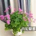 红花绿叶酢浆草种球炸酱草多年生植物庭院种植四季开花三叶