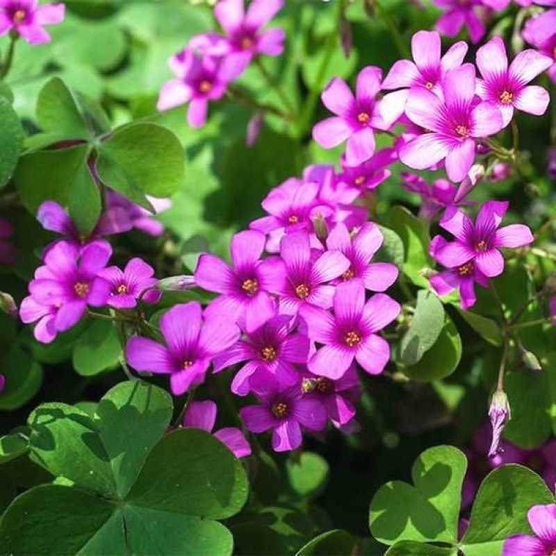 红花绿叶酢浆草种球炸酱草多年生植物庭院种植四季开花三叶