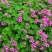 红花绿叶酢浆草种球炸酱草多年生植物庭院种植四季开花三叶
