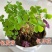 红花绿叶酢浆草种球炸酱草多年生植物庭院种植四季开花三叶