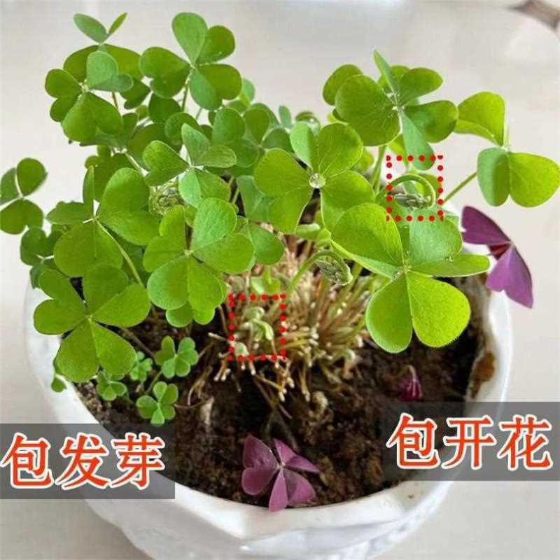 红花绿叶酢浆草种球炸酱草多年生植物庭院种植四季开花三叶