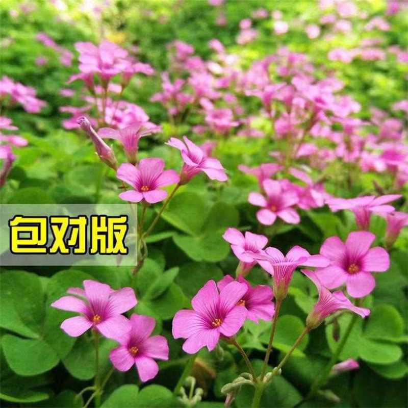 红花绿叶酢浆草种球炸酱草多年生植物庭院种植四季开花三叶