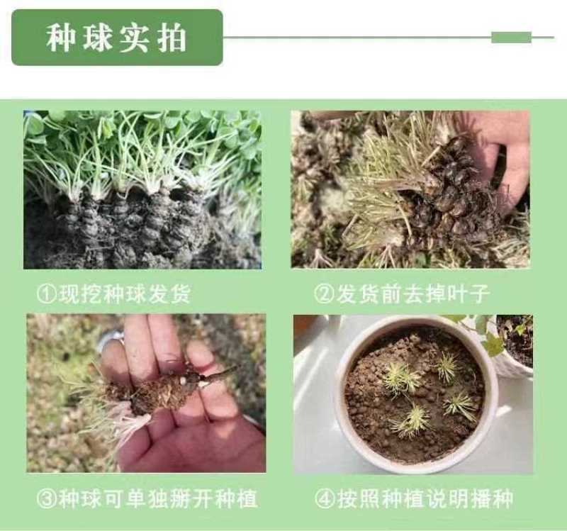 红花绿叶酢浆草种球炸酱草多年生植物庭院种植四季开花三叶